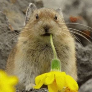 Meet your Posher, Yanhan